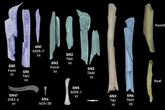 Nőket és gyerekeket is evett a neandervölgyi ember
