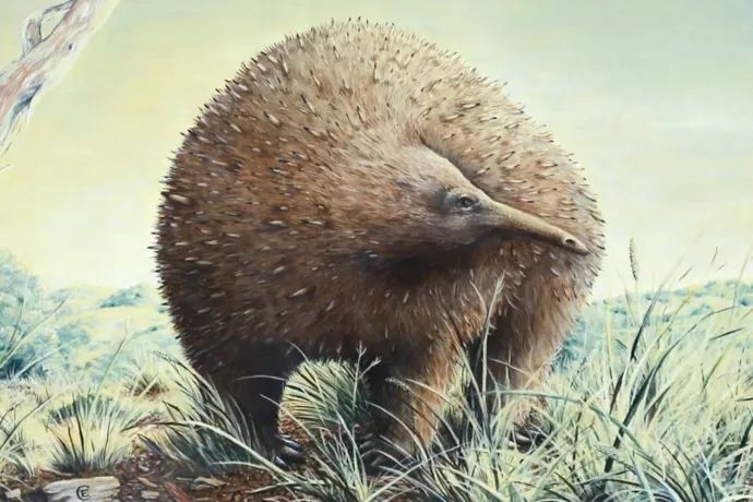 Néhány millió éve óriás hangyászsünök flangáltak Ausztráliában