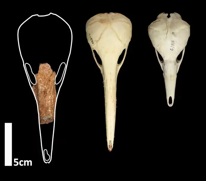 Bal szélen az óriási hangyászsün csontja, középen a hosszúcsőrű hangyász koponyája, jobb szélen pedig a rövidcsőrű hangyász koponyája – Fotó: Museums Victoria