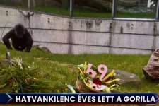 A másnap után: Pamacs kutya füle és a vén gorilla között már bevillant Magyar Péter is a TV2 Tényekben