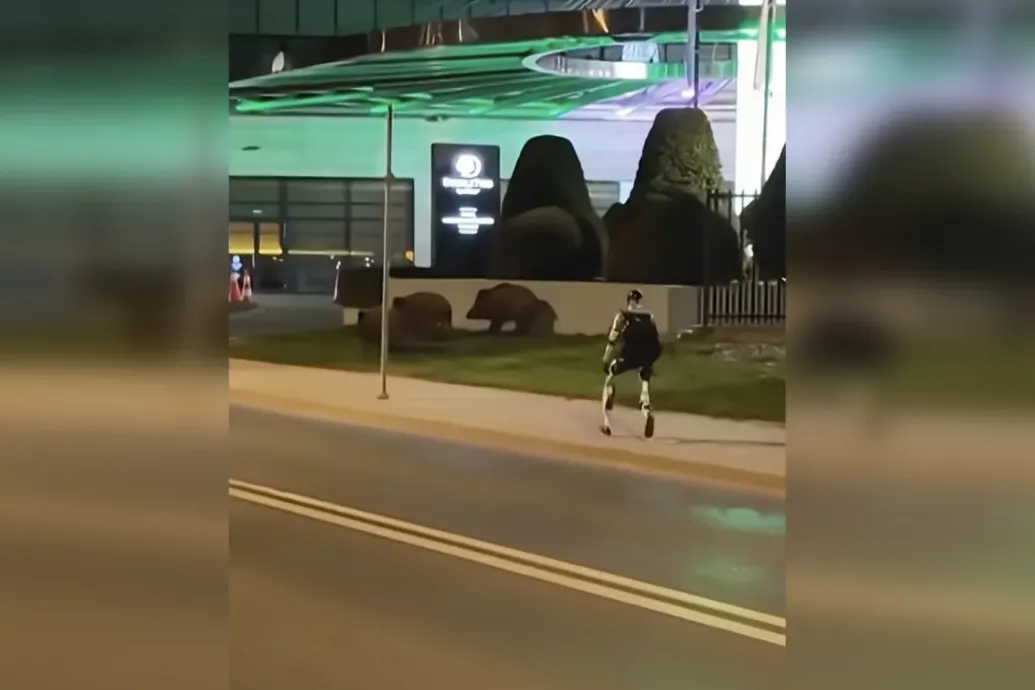 Azt ismerik, hogy a lengyel robot elkezdi kergetni a vaddisznókat?