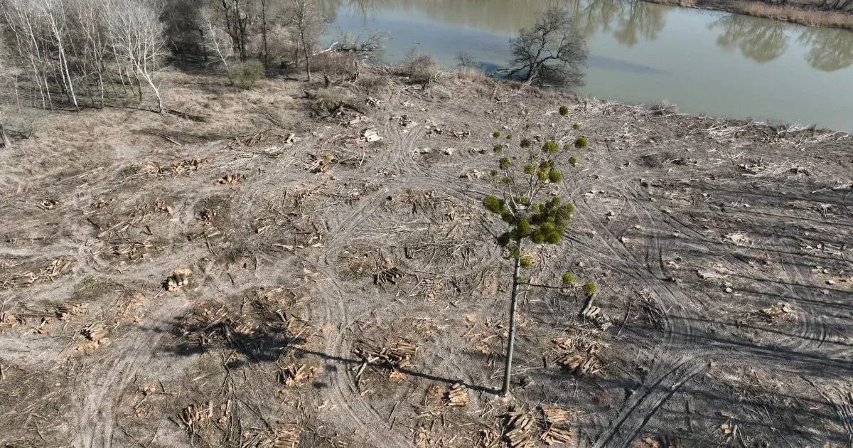 Nem tudta kikölteni a tojásait a szigetközi rétisas, miután a fészke körül teljesen letaroltak egy erdőt