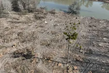 Nem tudta kikölteni a tojásait a szigetközi rétisas, miután a fészke körül teljesen letaroltak egy erdőt