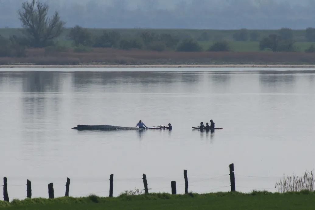 A Media Markt tulajdonosa is beszállt egy megfeneklett bálna mentőakciójába, ami lázban tartja a németeket