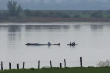 A Media Markt tulajdonosa is beszállt egy megfeneklett bálna mentőakciójába, ami lázban tartja a németeket
