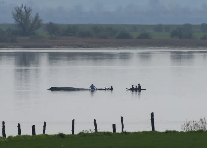 Bálnamentők a megfeneklett bálna körül a balti-tengeri Poel sziget közelében – Fotó: Danny Gohlke / AFP 