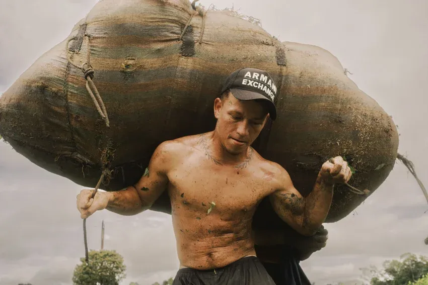 Daniel, egy fiatal levélszedő, azaz raspachín kokalevelekkel teli zsákot hord a vállán a kolumbiai Putumayóban. A raspachínokat készpénzben fizetik, és mindig van számukra munka, ezért ez a régióban az egyik stabil jövedelmi forrás – Fotó: Santiago Mesa