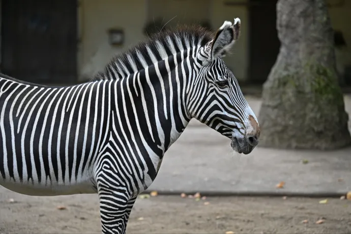 Hadházy: A Mészároshoz köthető vadásztársaság már kilenc éve tart zebrákat, köztük Pizsit, Szuszit és Tihamért