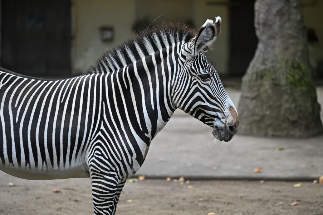 Hadházy: A Mészároshoz köthető vadásztársaság már kilenc éve tart zebrákat, köztük Pizsit, Szuszit és Tihamért