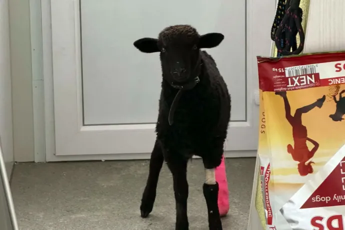 Elütötték a fekete bárányt, aki körülnézés nélkül rohant át az úton