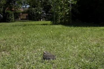Nem kell megmenteni a talált fiókák többségét – figyelmeztet a Madártani Egyesület