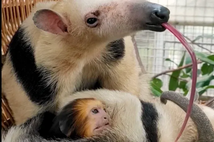 Alig bírt moccanni az oroszlánmajmocska a hangyász ölelésétől a budapesti állatkertben