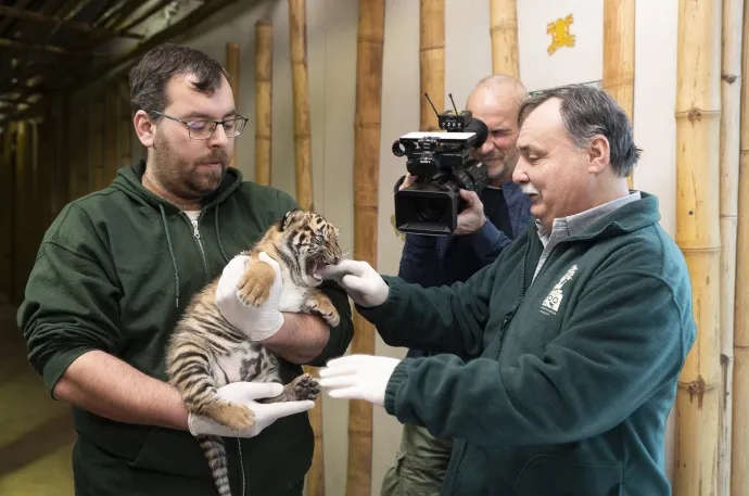 Gajdos László, a Nyíregyházi Állatpark igazgatója mutatja a négyhetes hím szumátrai tigriskölykök egyikét a Nyíregyházi Állatpark Viktória Házában 2025. január 7-én – Fotó: Balázs Attila / MTI