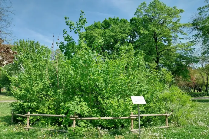 A természet majd lerendezi