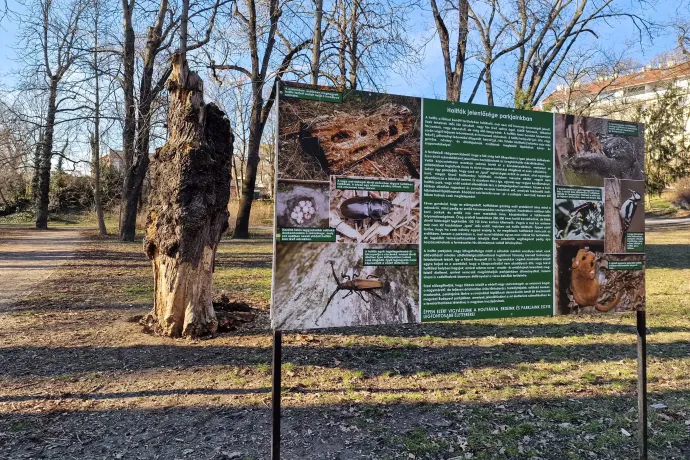 Tájékoztató tábla a holtfák jelentőségéről a Városmajor parkban – Fotó: Thüringer Barbara / Telex