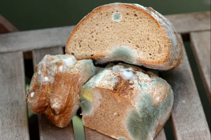 Megehetem a penészes kenyeret, ha kivágom a penészfoltot?