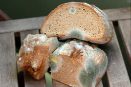 Megehetem a penészes kenyeret, ha kivágom a penészfoltot?