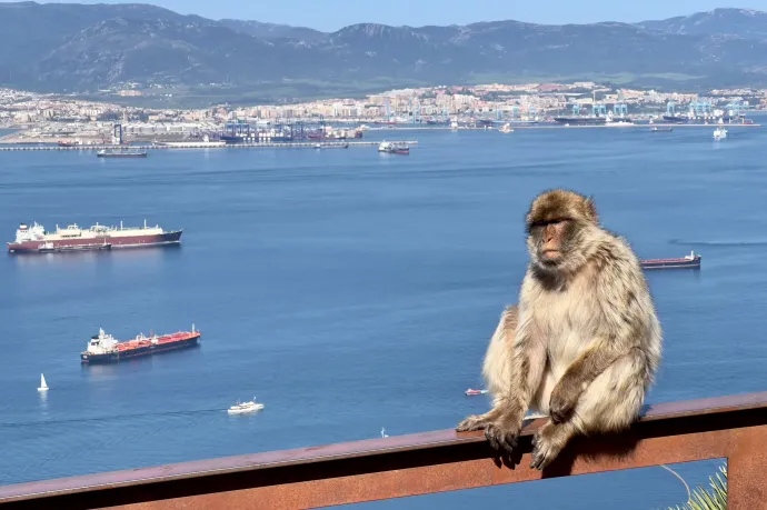 Földet esznek a gibraltári majmok, hogy elkerüljék a gyomorrontást, amit a turistáktól zabrált kaja okozna