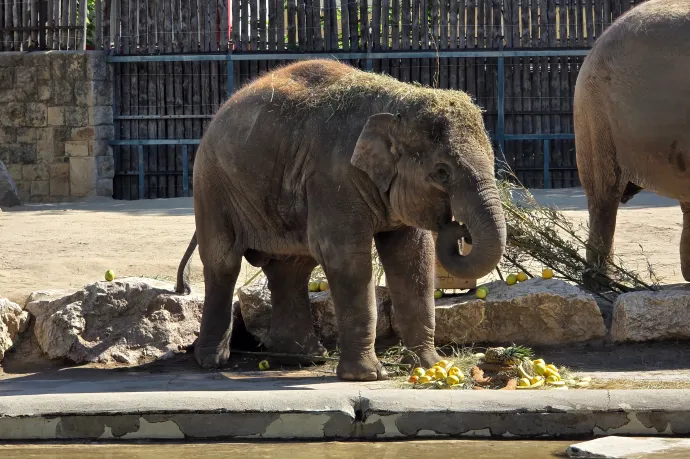 Felköszöntötte a Fővárosi Állatkert Samut, a kiselefántot