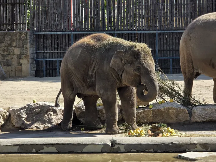Samu a gyümölcsökből álló születésnapi tortáját eszi – fotó: Balogh Zoltán / Telex