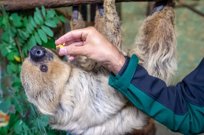 Harmincegy lajhár pusztult el Floridában még azelőtt, hogy megnyitották volna a beígért lajhárparkot