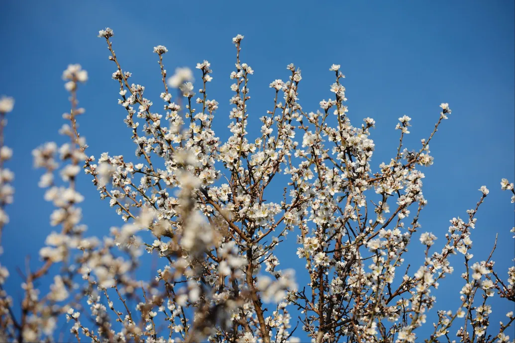 Fagyos hajnalok és kisebb záporok is jönnek a napokban, de a hosszú hétvégére visszatér a napos idő