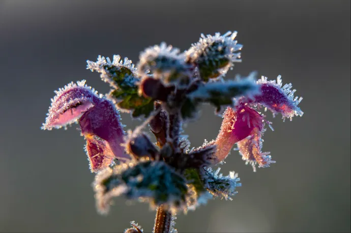 Fagyos hajnalok és kisebb záporok is jönnek a napokban, de a hosszú hétvégére visszatér a napos idő