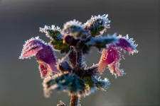 Fagyos hajnalok és kisebb záporok is jönnek a napokban, de a hosszú hétvégére visszatér a napos idő