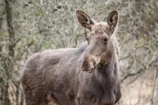 Újratelepítik a jávorszarvasokat Romániába közel két évszázaddal kipusztulásuk után