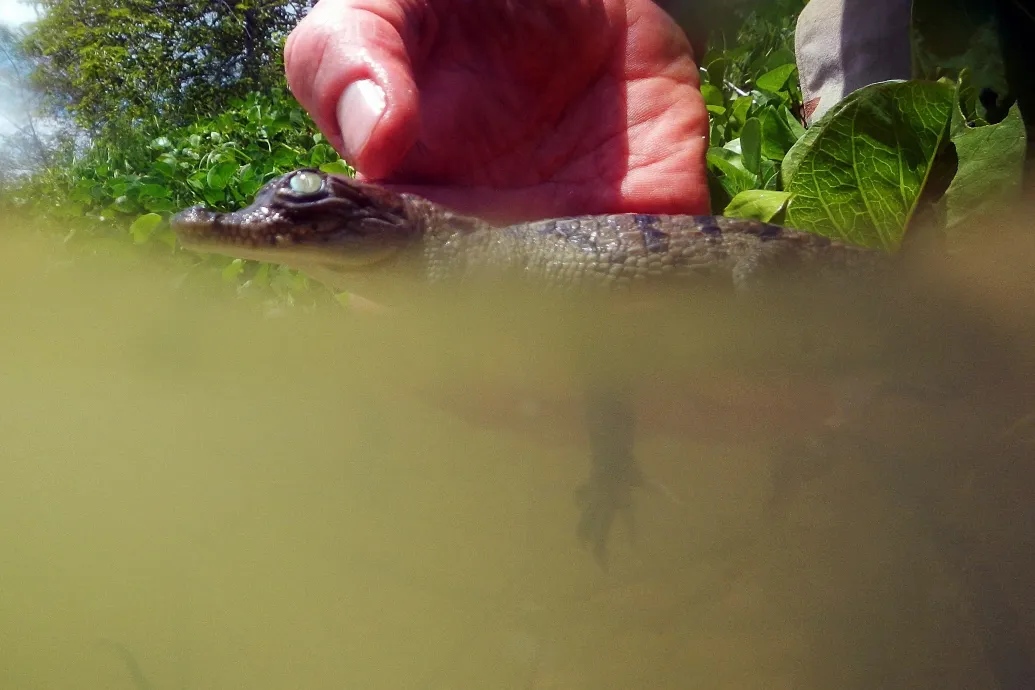 Az amerikai krokodilok odaszoktak egy atomerőműhöz, és részben ez mentette meg őket a kihalástól