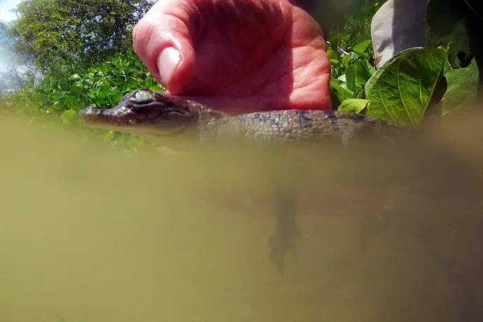 Krokodilcsemete egy biológus kezében az atomerőmű közelében – Fotó: Joe Raedle / Getty Images