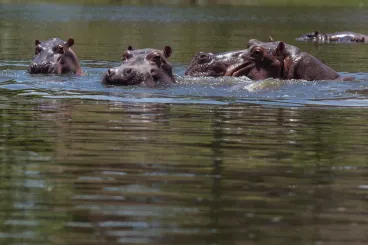 Indiai milliárdos mentené meg Pablo Escobar kokainbáró zabolátlanul szaporodó vízilovait