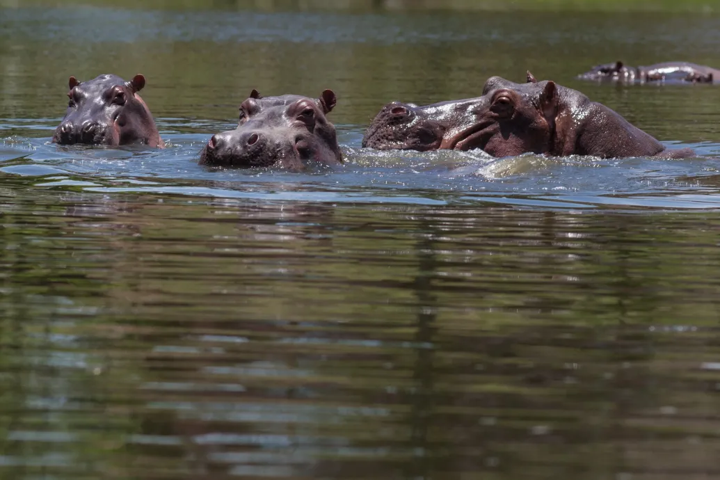 Indiai milliárdos mentené meg Pablo Escobar kokainbáró zabolátlanul szaporodó vízilovait