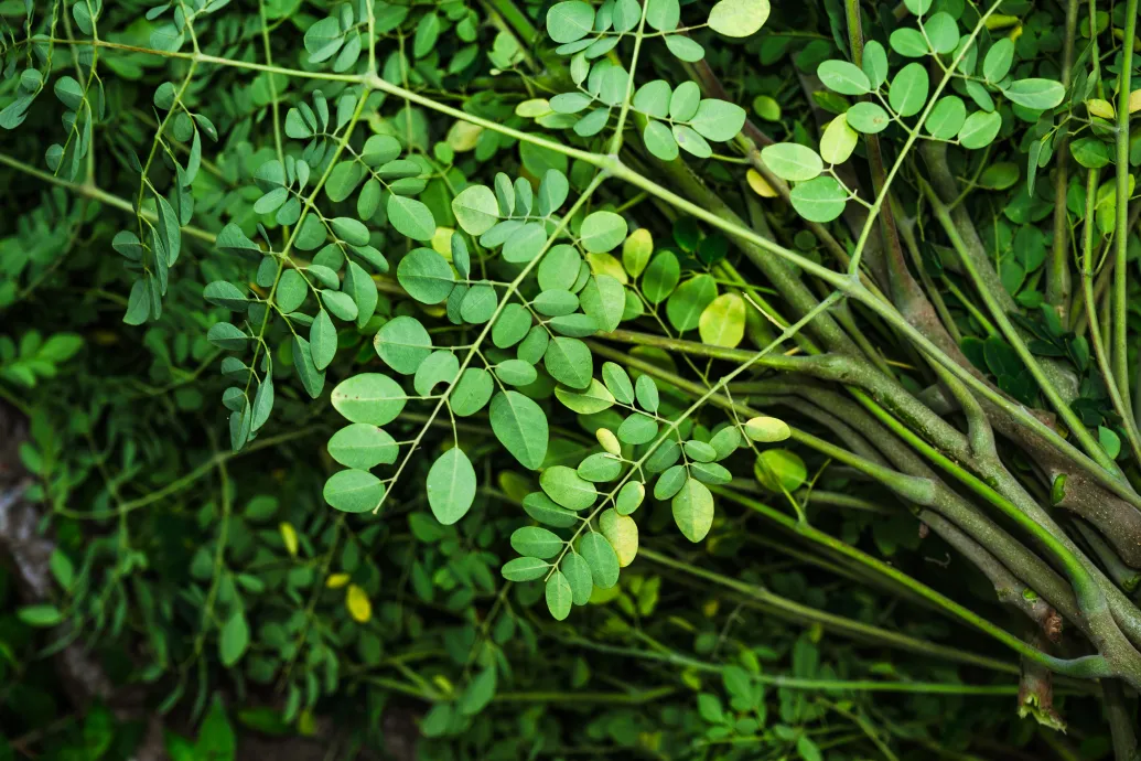 Vegyszerek helyett lóretekfával is ki lehet szűrni a vízből a mikroműanyagot – Forrás: Telex.hu