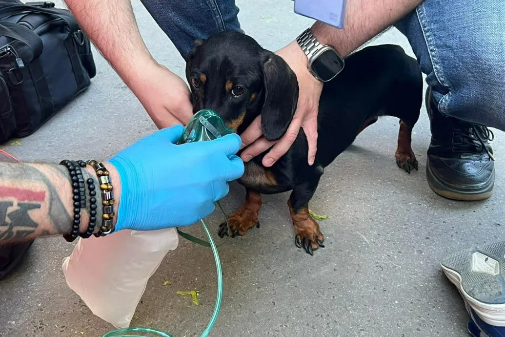 Lakástűzből mentettek ki egy tacskót és egy nyuszit Budapesten, a mentők oxigént adtak nekik