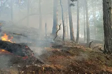 Még csak május van, de már több tűz is volt a budai erdőkben