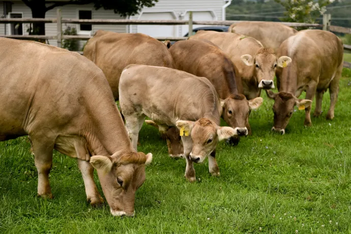 Mi az az A2-es tej? Tényleg egészségesebb a sima tehéntejnél?