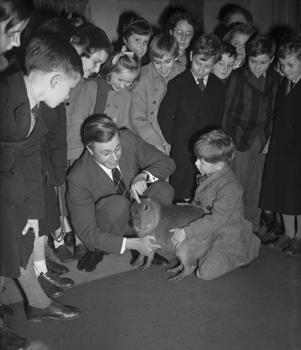David Attenborough bemutat egy vízidisznót egy gyerekekből álló közönségnek a londoni Kensington Gore-ban található Királyi Földrajzi Társaság épületében 1956. január 2-án – Fotó: George W. Hales / Fox Photos / Hulton Archive / Getty Images