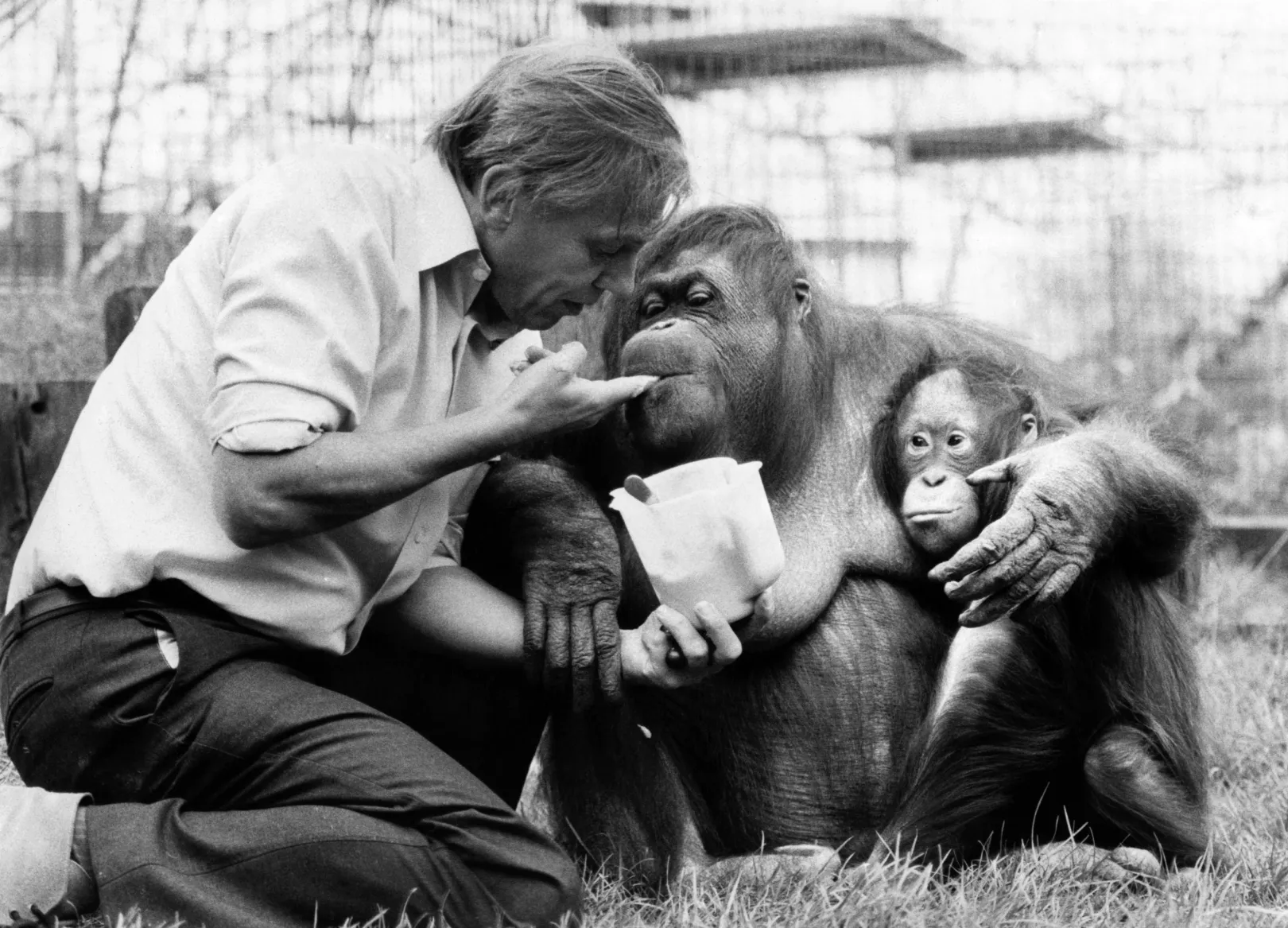 David Attenborough orangutánokkal a londoni állatkertben 1982-ben – Fotó: Mirrorpix / Getty Images
