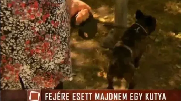 Forrás: Last Days of Tények