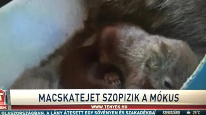 Forrás: Last Days of Tények