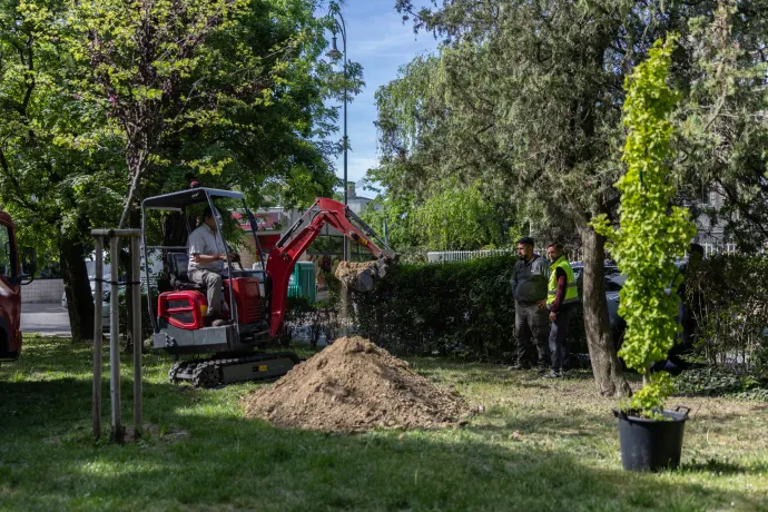 A smaragd platán már beültetve, a ginkgo még várja új lakhelyét – Fotó: Bődey János / Telex