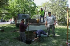 Hiába cipeltem nekik hetente száz liter vizet, mégis meghaltak az örökbe fogadott platánjaim