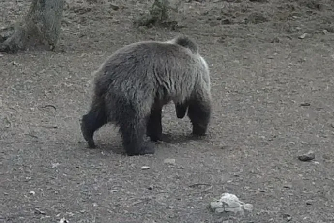 Barna medve tűnt fel az Aggteleki Nemzeti Parkban