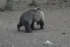 Barna medve tűnt fel az Aggteleki Nemzeti Parkban