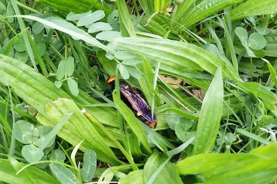 Félelmetesnek tűnhetnek az óriás tőrösdarazsak, de nem bántanak, és még hasznosak is