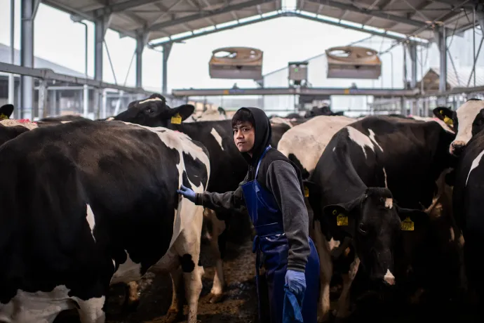 Fülöp-szigeteki vendégmunkás a homokszentgyörgyi Bos-Frucht Agrárszövetkezet tehenészetének telephelyén, 2024. december 10-én – Fotó: Bődey János / Telex