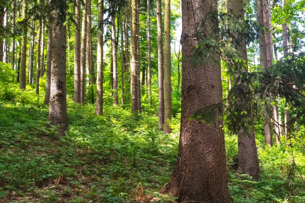 A lucfenyő menthetetlen, Magyarország már nem a hazája