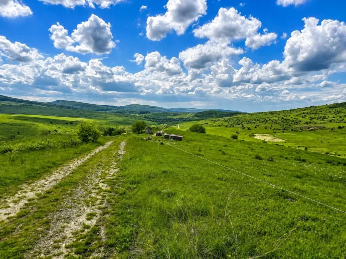 Sokszor csak a pásztorok jóindulatán múlik, hogy nézel mint borjú az új kapuban, vagy marhára élvezed az utat – Fotók: Tőkés Hunor / Transtelex 