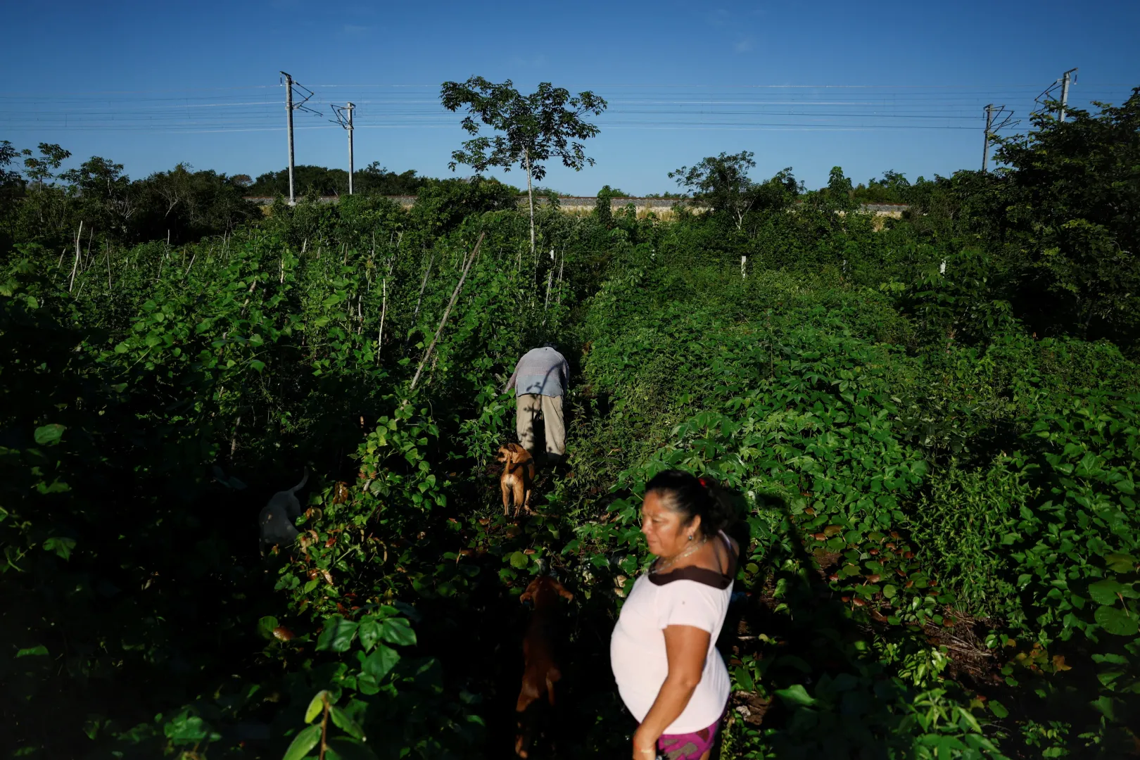 Gustavo Mo Cauich és felesége, Matilde Kinil Pool a vasúttól pár méterre fekvő ültetvényükön Uh‑May-ban, Quintana Roo államban, 2025 novemberében – Fotó: Daniel Becerril / Reuters